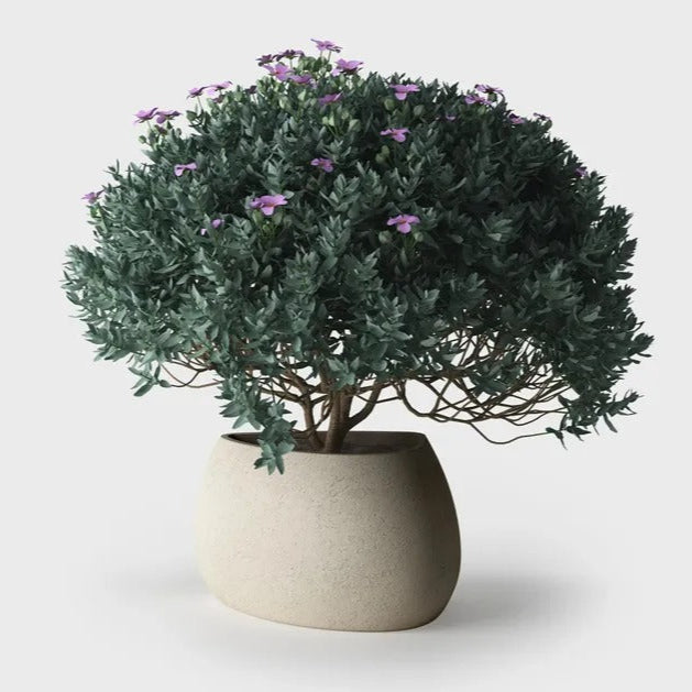 أواني الزراعة