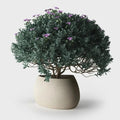 Planter Pots