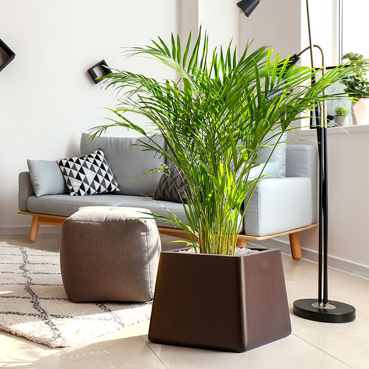 أواني الزراعة