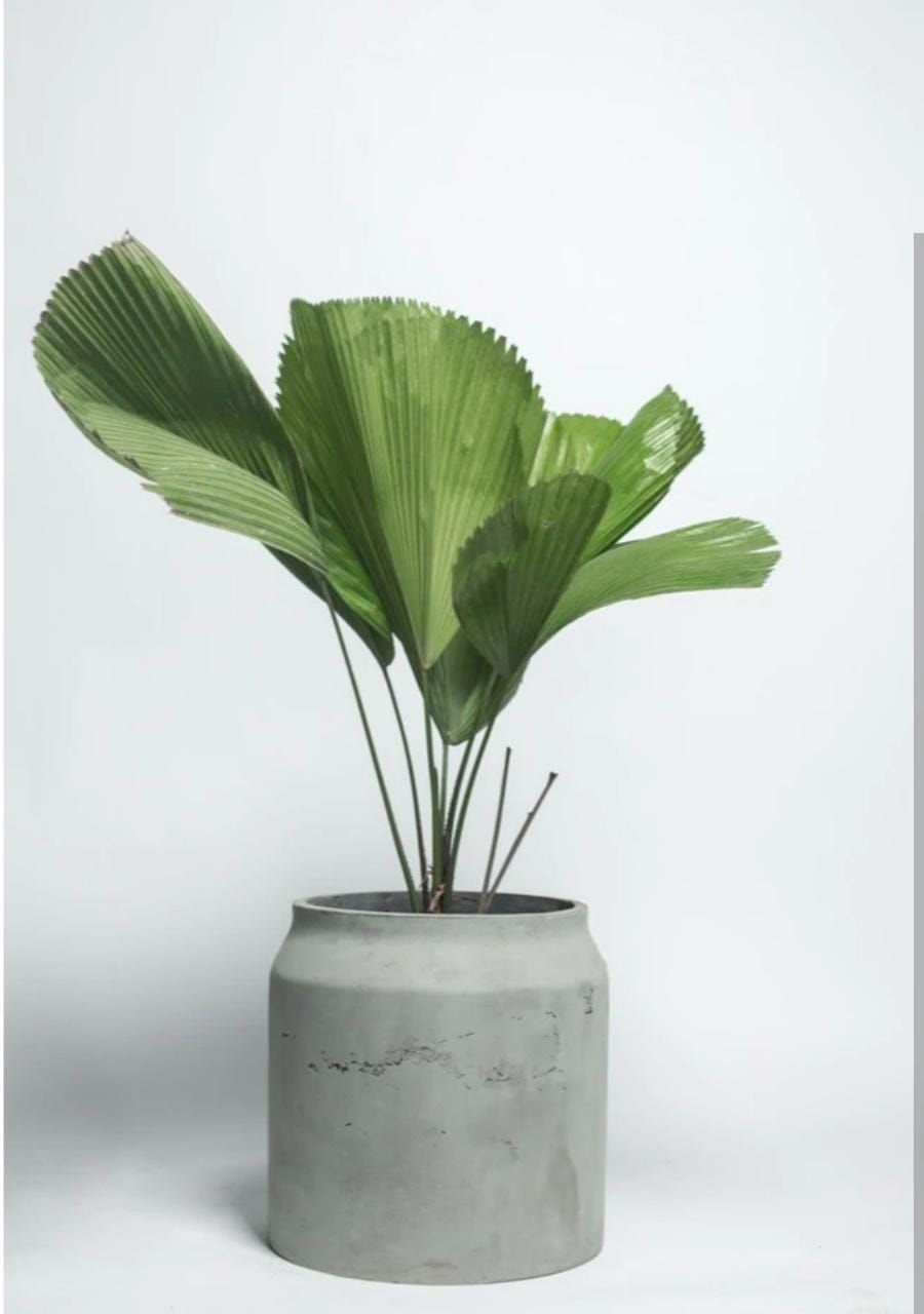 Planter Pots