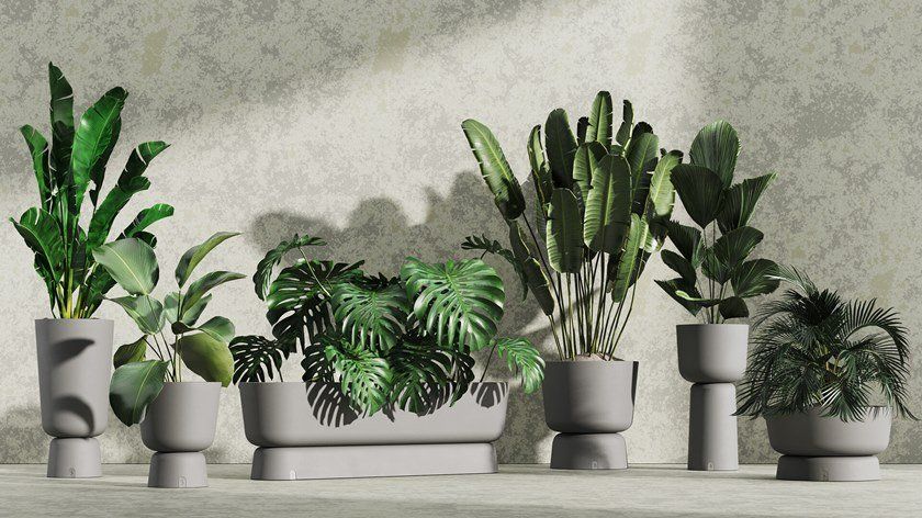 أواني الزراعة