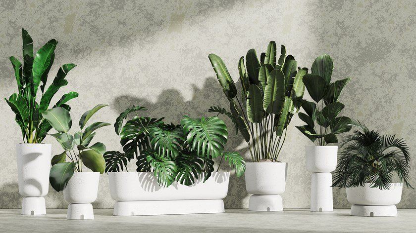 أواني الزراعة