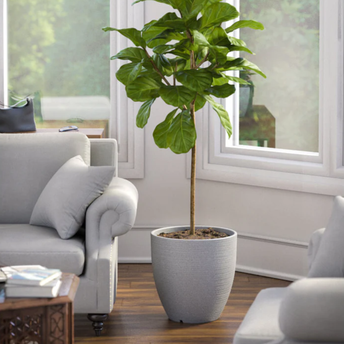 أواني الزراعة