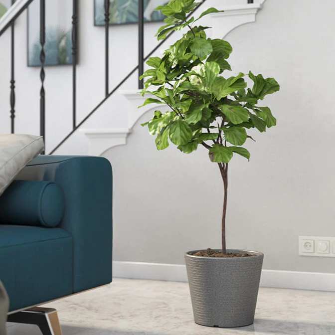 أواني الزراعة